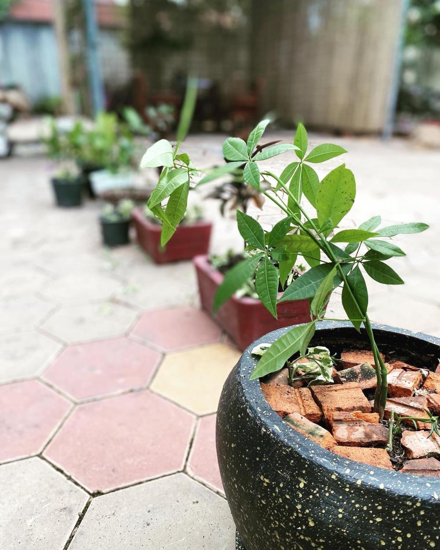 Bloom Garden Bed & Breakfast เสียมราฐ ภายนอก รูปภาพ