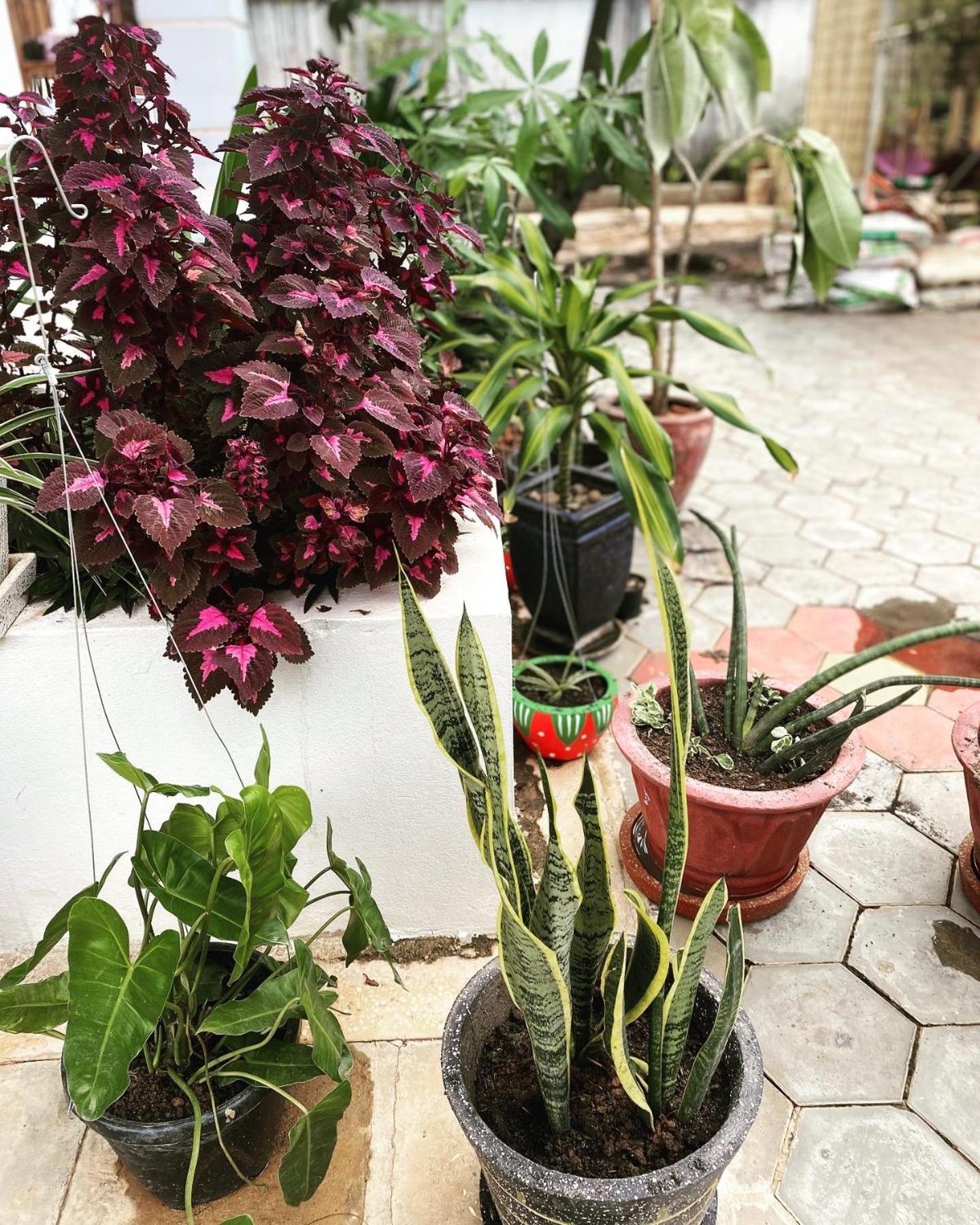Bloom Garden Bed & Breakfast เสียมราฐ ภายนอก รูปภาพ